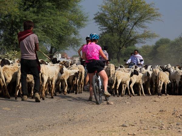 Rajasthan Cycling Tour with Taj and Tigers 16 Days